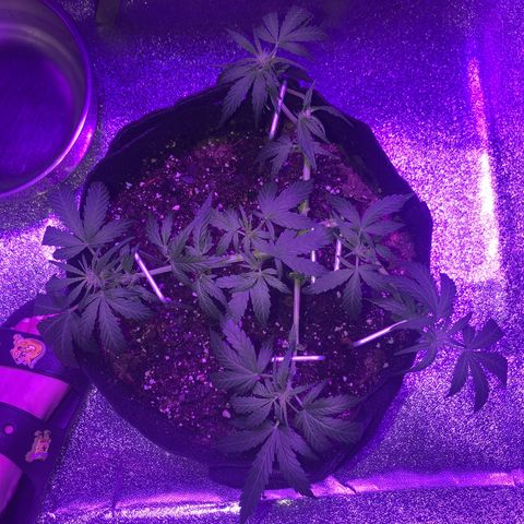  Acapulco Gold growlog timeline photo