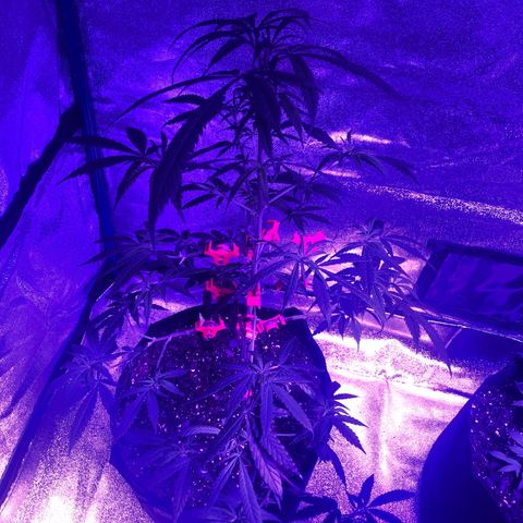 Bay 11 #1 growlog timeline photo