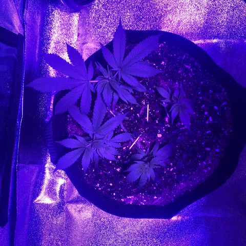 Bay 11 #1 growlog timeline photo