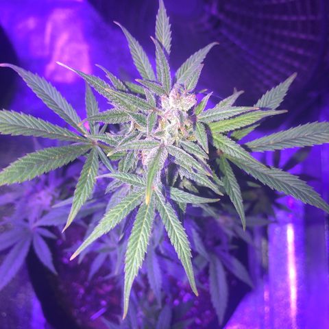 Red Super Skunk growlog timeline photo