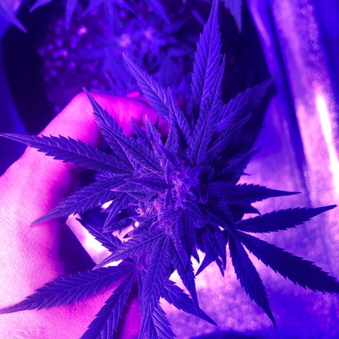 Red Super Skunk growlog timeline photo
