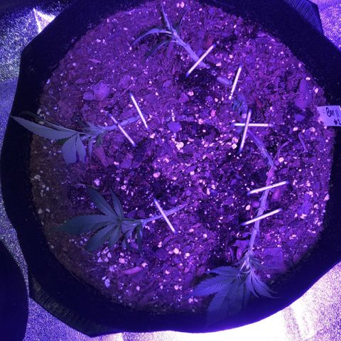 Bay 11 #1 growlog photo: Bay 11 #2 

I got some wild training going on and I’m loving it 