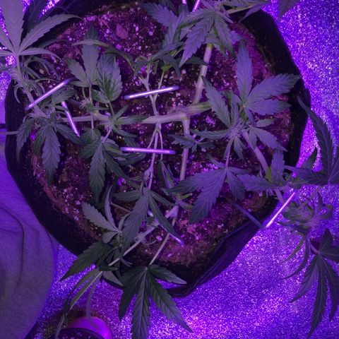  Acapulco Gold growlog timeline photo