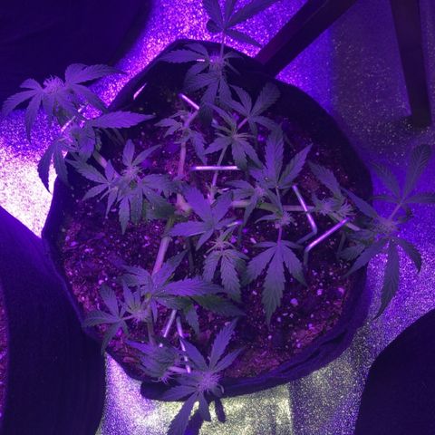  Acapulco Gold growlog timeline photo