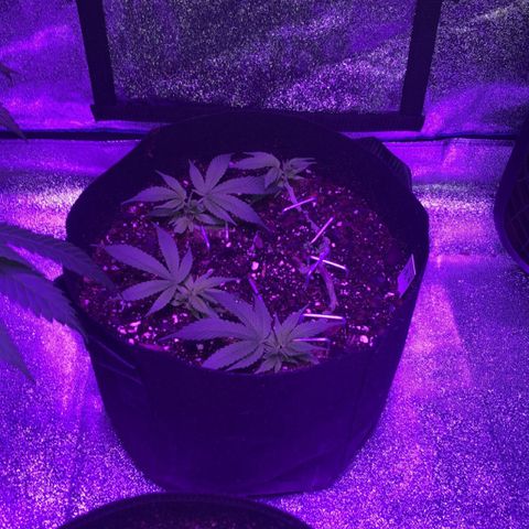 Bay 11 #1 growlog timeline photo