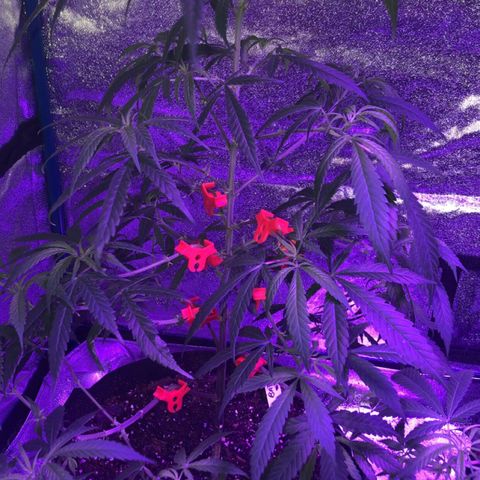 Bay 11 #1 growlog timeline photo