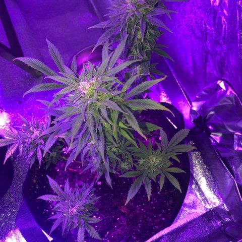 Red Super Skunk growlog timeline photo