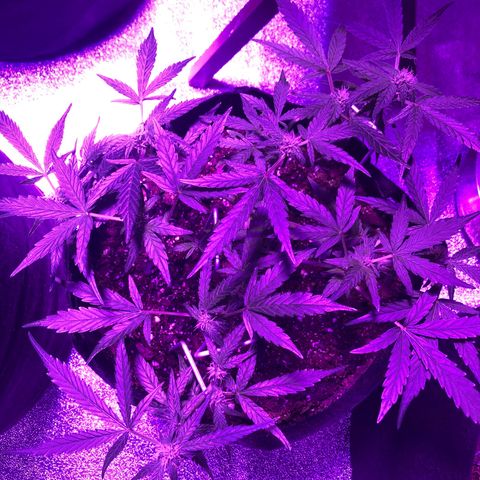  Acapulco Gold growlog timeline photo