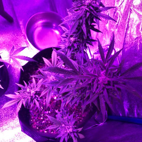 Red Super Skunk growlog timeline photo