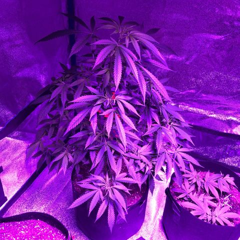 Bay 11 #1 growlog timeline photo