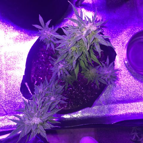 Red Super Skunk growlog timeline photo