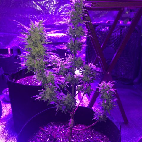 Red Super Skunk growlog timeline photo
