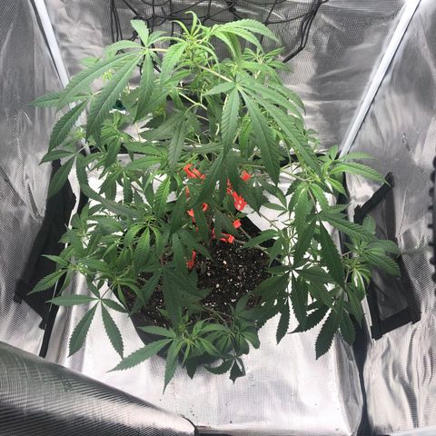 Bay 11 #1 growlog timeline photo