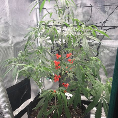 Bay 11 #1 growlog timeline photo