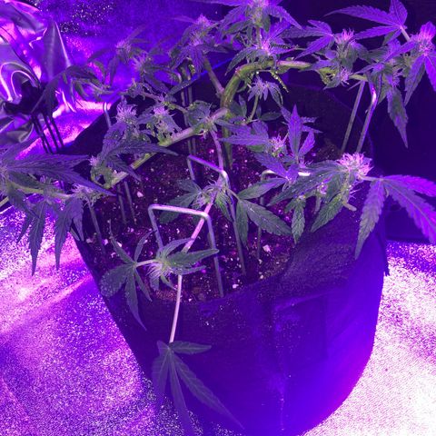  Acapulco Gold growlog timeline photo