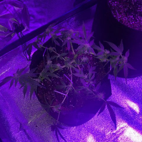  Acapulco Gold growlog timeline photo