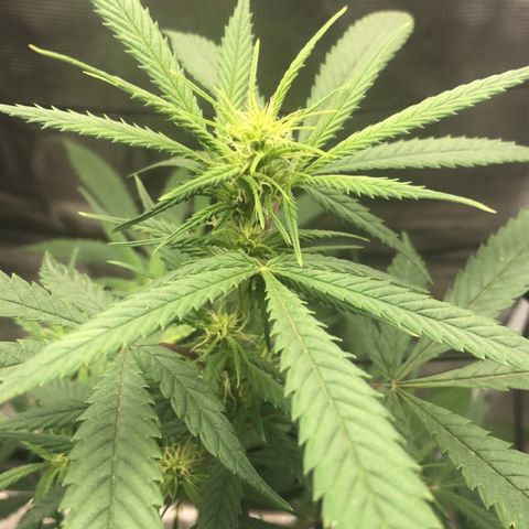 Bay 11 #1 growlog timeline photo