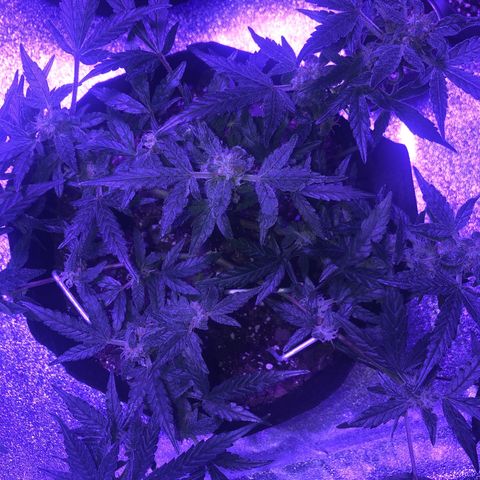  Acapulco Gold growlog timeline photo