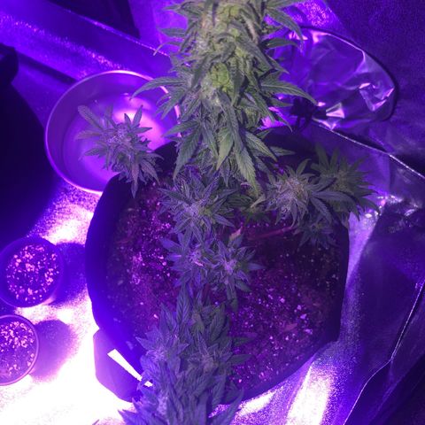Red Super Skunk growlog timeline photo
