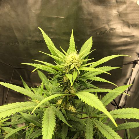 Bay 11 #1 growlog timeline photo