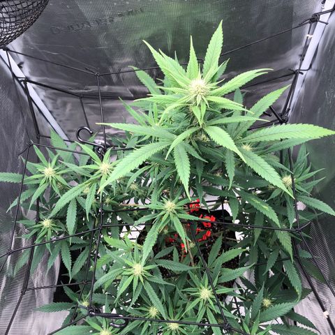 Bay 11 #1 growlog timeline photo