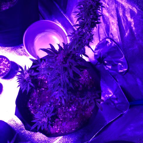 Red Super Skunk growlog timeline photo