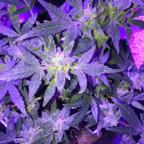  Acapulco Gold growlog timeline photo