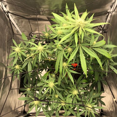 Bay 11 #1 growlog timeline photo