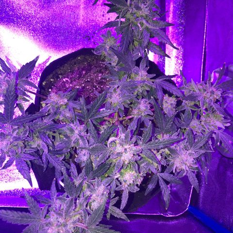  Acapulco Gold growlog timeline photo