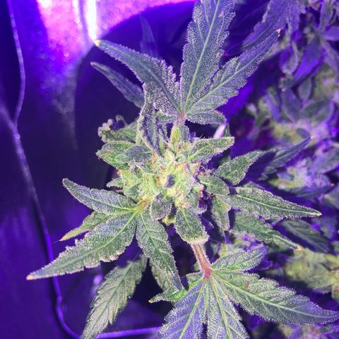  Acapulco Gold growlog timeline photo