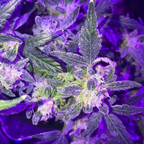  Acapulco Gold growlog timeline photo
