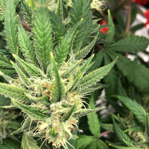 Bay 11 #1 growlog timeline photo
