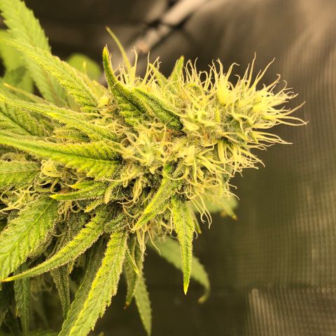 Bay 11 #1 growlog timeline photo