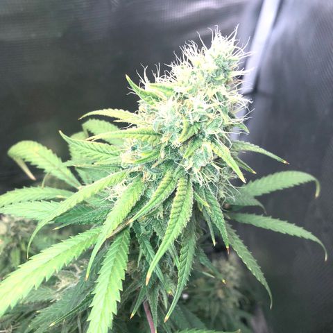 Bay 11 #1 growlog timeline photo