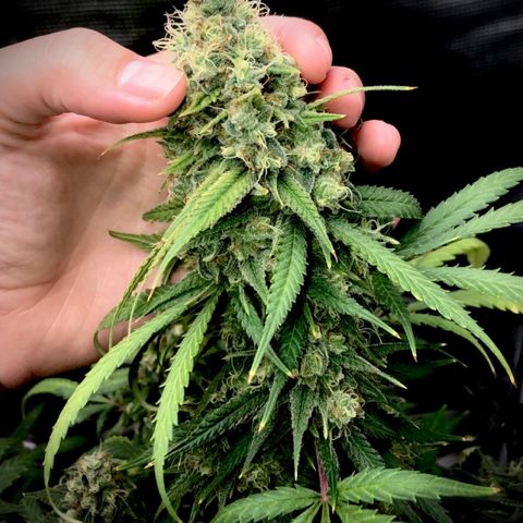 Bay 11 #1 growlog timeline photo