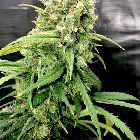 Bay 11 #1 growlog timeline photo