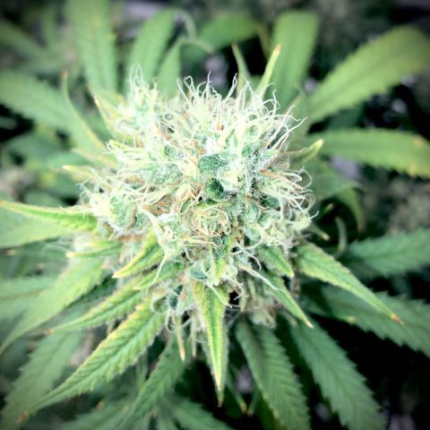 Bay 11 #1 growlog timeline photo