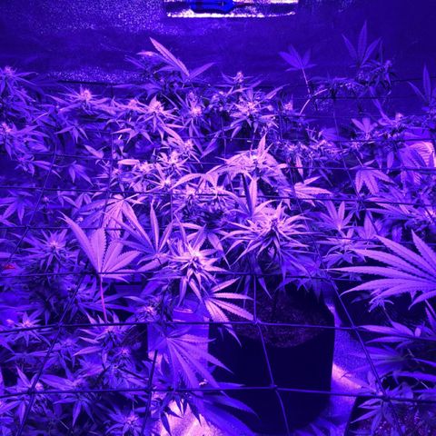 Bay 11 #1 growlog timeline photo