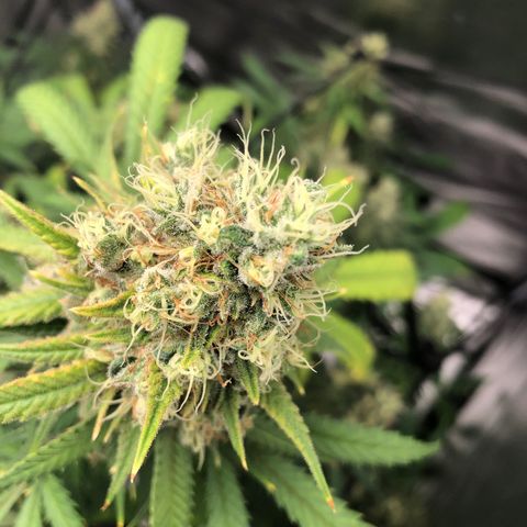 Bay 11 #1 growlog timeline photo