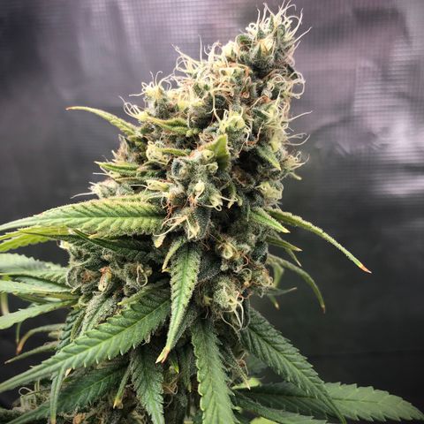 Bay 11 #1 growlog timeline photo