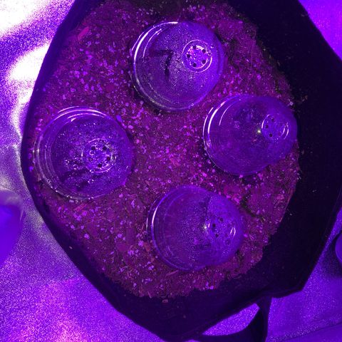 Quarter Pounder growlog timeline photo