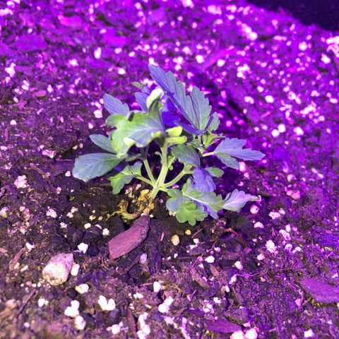 Dark Crystals/Sinse growlog timeline photo