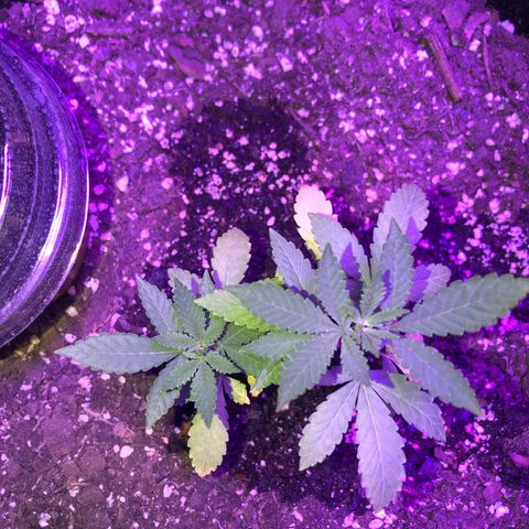Dark Crystals/Sinse growlog timeline photo