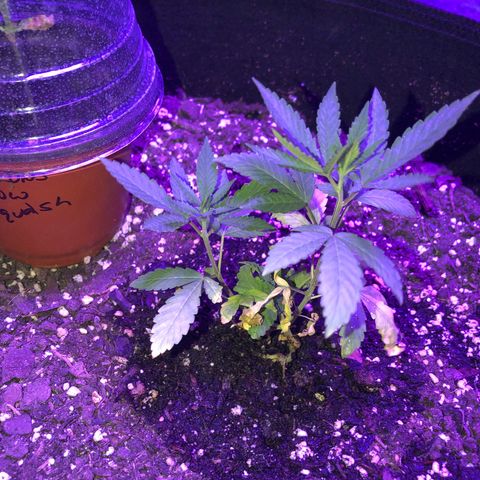 Dark Crystals/Sinse growlog timeline photo