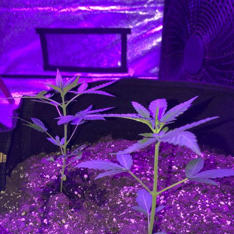 Quarter Pounder growlog timeline photo