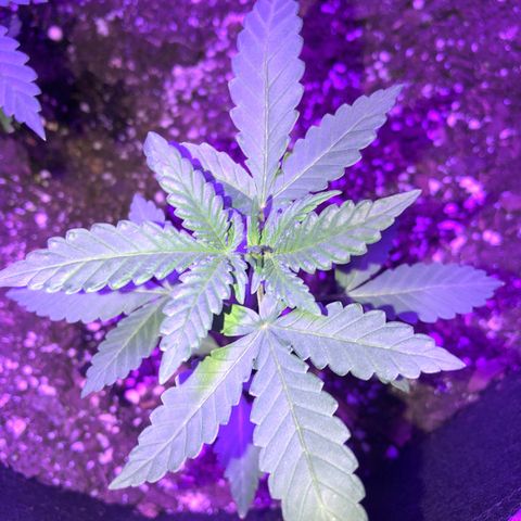Quarter Pounder growlog photo: These two originally popped their first leaves in the paper towel, I planted them anyways to see if they would make it even though they were white, and sure enough the only two out of the four that sprouted was these two. 