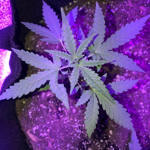 Quarter Pounder growlog photo: These two originally popped their first leaves in the paper towel, I planted them anyways to see if they would make it even though they were white, and sure enough the only two out of the four that sprouted was these two. 
