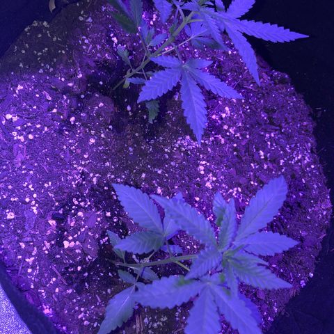 Quarter Pounder growlog photo: These two originally popped their first leaves in the paper towel, I planted them anyways to see if they would make it even though they were white, and sure enough the only two out of the four that sprouted was these two. 