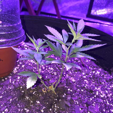 Dark Crystals/Sinse growlog timeline photo