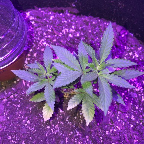 Dark Crystals/Sinse growlog timeline photo